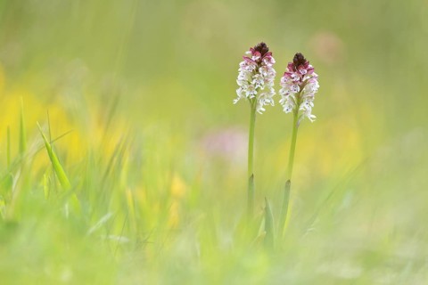 Burnt-tip orchids (Neotinea ustulata)