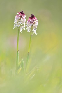 Burnt-tip orchids (Neotinea ustulata)
