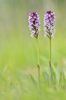 Burnt-tip orchids (Neotinea ustulata)
