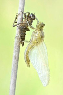 Dragonfly hatch