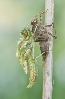 Dragonfly hatch