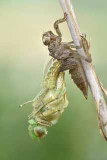 Dragonfly hatch