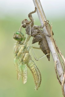 Dragonfly hatch