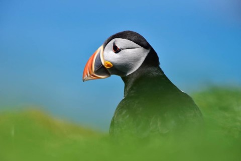 Puffin (Fratercula arctica)