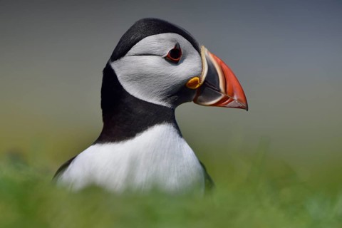Puffin (Fratercula arctica)