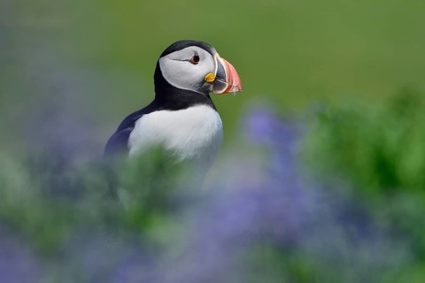 Puffin (Fratercula arctica) sitting between blue flowers