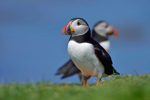 Puffin (Fratercula arctica) stand in the grass