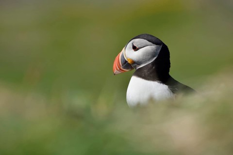 Puffin (Fratercula arctica) sitting in the grass