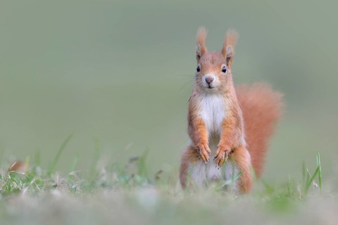 Eurasian Eurasian red squirrel (Sciurus vulgaris) makes male in a meadow