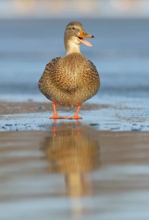 Mallard (Anas platyrhynchos)