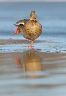 Mallard (Anas platyrhynchos)