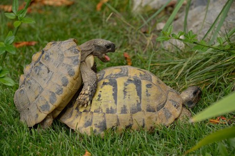 Hermann's tortoise (Testudo hermanni)