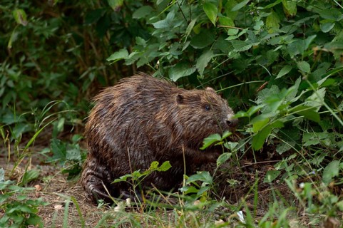 European beaver (Castor fiber) eating