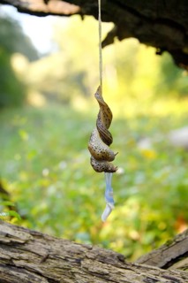 Great grey slug (Limax maximus)