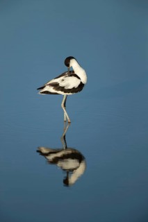 Pied avocet (Recurvirostra avosetta)