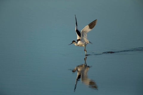 Pied avocet (Recurvirostra avosetta)
