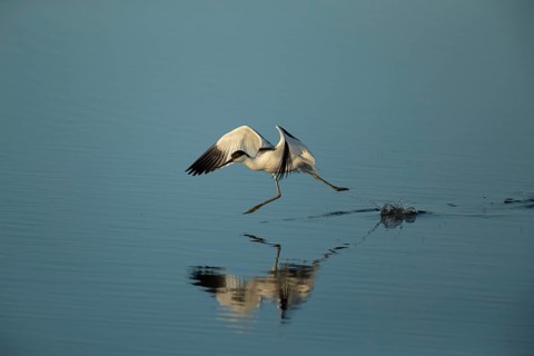 Pied avocet (Recurvirostra avosetta) running over shallow water