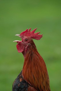 Cockerel (Gallus gallus) calling