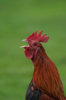 Cockerel (Gallus gallus) calling