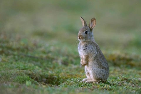 European rabbit (Oryctolagus cuniculus) juvenile stood up on hind legs
