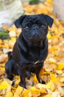 Black Pug sitting in yellow autumn leaves