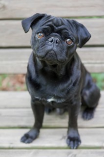 Black Pug on bench