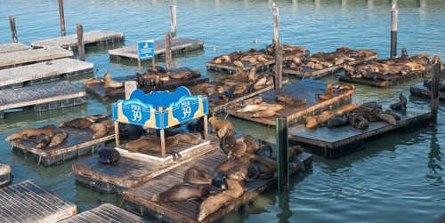 Californian Sea Lions (Zalophus californianus) at Pier 39