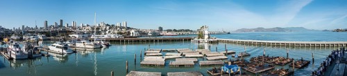 California Sea Lions (Zalophus californianus) at Pier 39 with skyline of San Francisco's Fisherman's Wharf