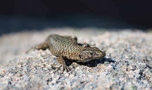 Bedriaga's rock lizard (Archaeolacerta bedriagae)