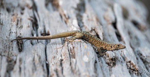 Bedriaga's rock lizard (Archaeolacerta bedriagae) on tree trunk