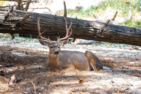 Mule deer (Odocoileus hemionus) resting on forest floor
