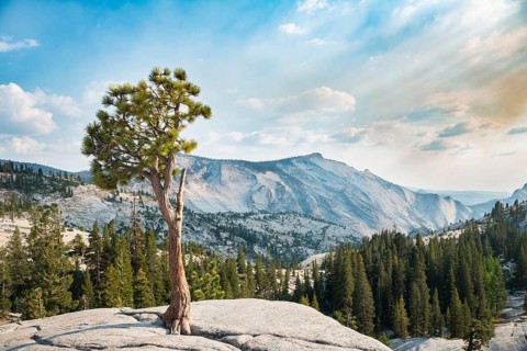 Pine (Pinus sp.) tree on rocky plateau