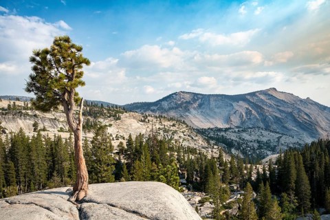 Pine (Pinus sp.) tree on rocky plateau