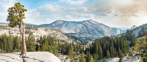 Pine (Pinus sp.) tree on rocky plateau