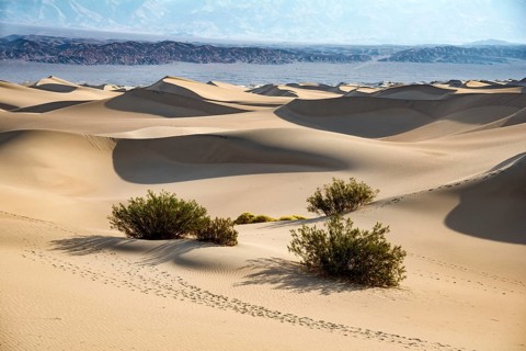 Mesquite Flat Sand Dunes