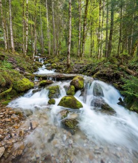Rothbach with mossy stones