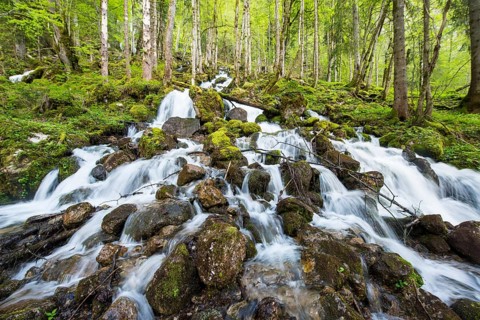 Rothbach with mossy stones