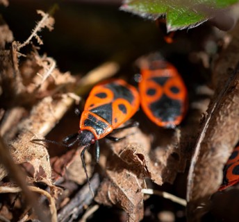 Fire bugs (Pyrrhocoris apterus) in autumn leaves