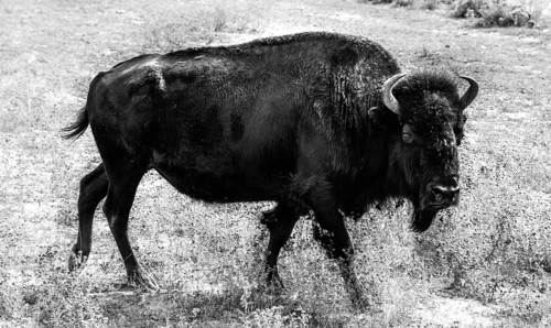 Beefalo or Cattalo