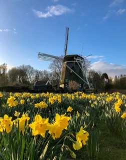 Windmill De Riekermolen with yellow wild daffodils (Narcissus pseudonarcissus)