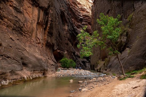 Tree in the Canyon