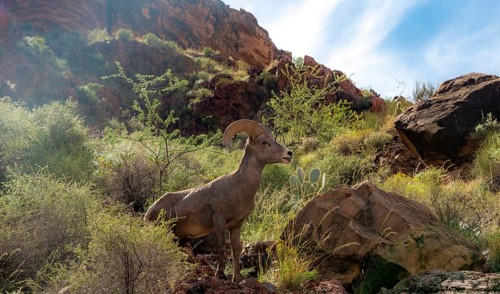 Desert bighorn sheep (Ovis canadensis nelsoni)