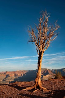 Dried tree
