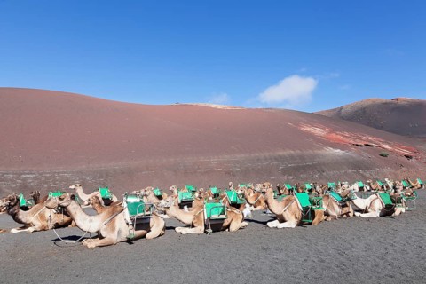 Dromedaries at dromedarstation Echadero de los Camellos