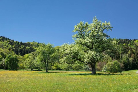Flowering trees in spring