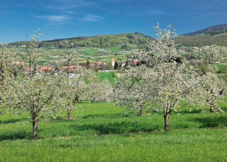 Cherry blossom in Obereggenen