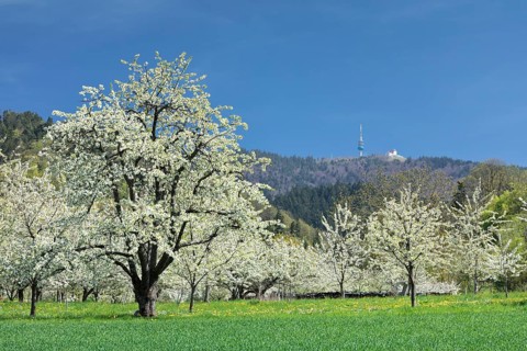 Cherry blossom
