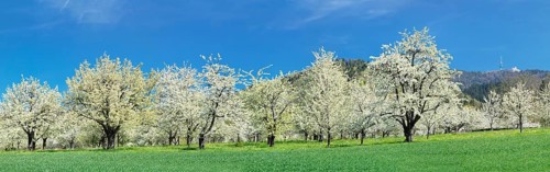 Cherry blossom near Obereggenen