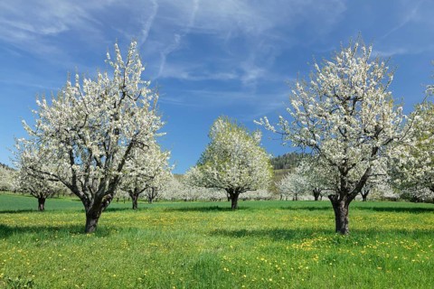Cherry blossom near Obereggenen