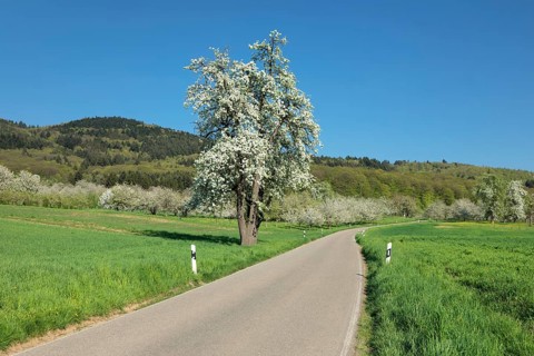 Blossoming cherry tree on the country road